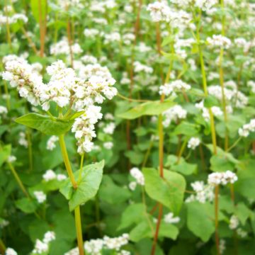 Farine de sarrasin IGP d’origine Bretonne