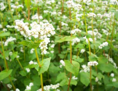 Farine de sarrasin IGP d’origine Bretonne